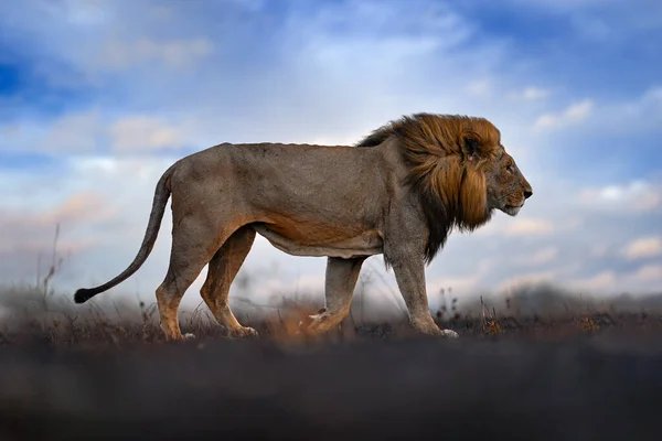Leão Fogo Queimado Destruiu Savannah Animal Fogo Lugar Queimado Leão — Fotografia de Stock