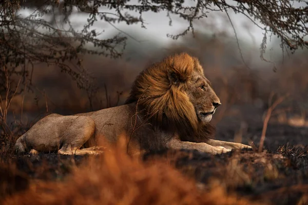 León Fuego Quemó Sabana Destruida Animal Fuego Quemado Lugar León — Foto de Stock