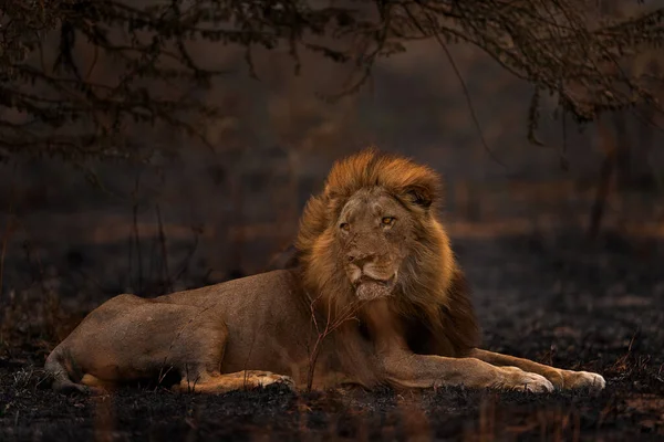 Lew Ogień Zniszczył Savannah Płonące Zwierzę Lew Leżący Czarnym Popiele — Zdjęcie stockowe