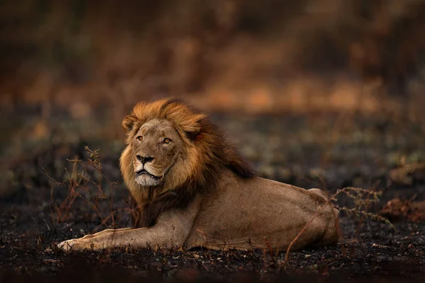 火把草原烧坏了燃烧的动物 狮子躺在黑灰和煤渣中 博茨瓦纳的Savuti Chobe 非洲的炎热季节 非洲狮子 博茨瓦纳野生生物 — 图库照片