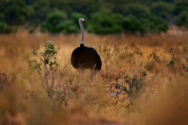 共通のダチョウ ストルーティオ カメラス サバンナ ボツワナ アフリカでの大きな鳥の給餌緑草 自然の生息地 野生動物のアフリカで豊かな 首が長く頭が小さい鳥 — ストック写真