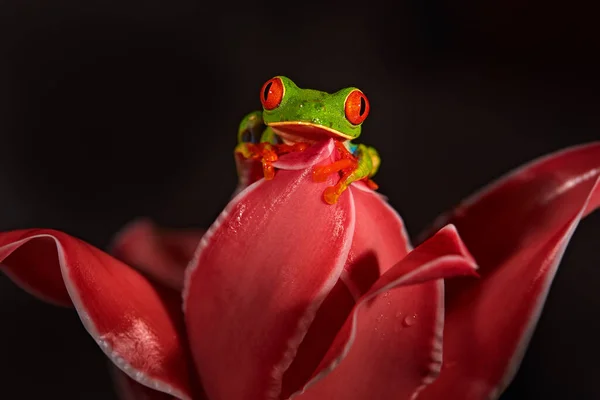 热带野生动物 红眼睛的树蛙 阿加利亚红眼蛙 大型红眼动物 生活在自然界的栖息地 美丽的两栖动物在夜林中 奇异的动物从中美洲开红花 — 图库照片