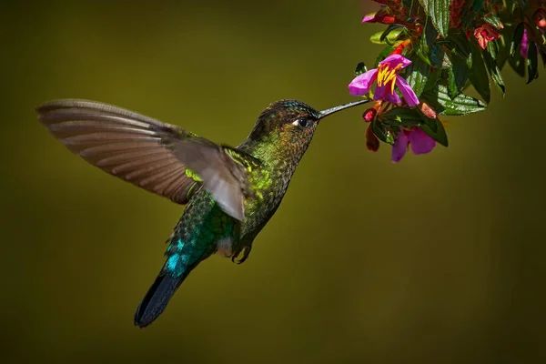 Garganta Ardente Hummingbird Panterpe Insignis Voando Lado Bela Flor Rosa — Fotografia de Stock