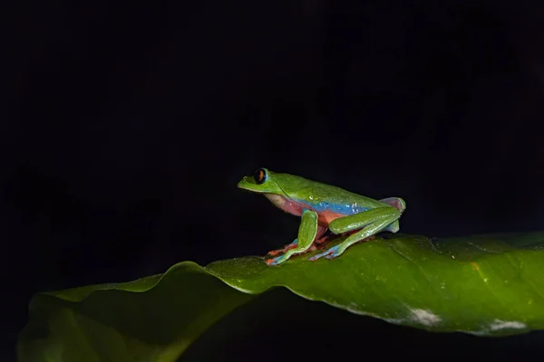 Fotografia Nocturna Agalychnis Annae Golden Eyed Tree Frog Sapo Verde — Fotografia de Stock