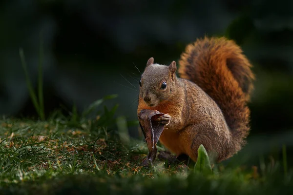 芬兰野生动物 在秋天的橙色场景中 长着长长的尖耳朵的可爱的红松鼠吃着坚果 背景是美丽的落叶森林 有坚果的松鼠 大自然 — 图库照片