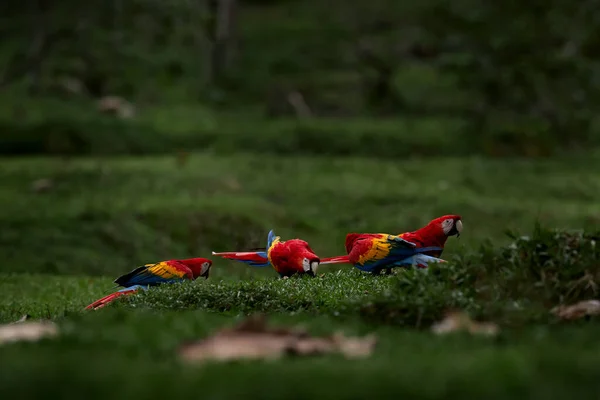 Roter Papagei Fliegt Dunkelgrüner Vegetation Scharlachroter Ara Ara Macao Tropischen — Stockfoto