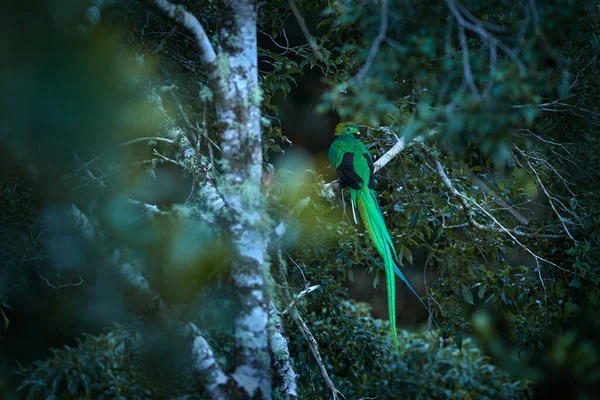 美丽的克萨尔 来自墨西哥恰帕斯的莫辛诺药草属植物 背景上有模糊的绿色森林 伟大的神圣绿色和红色的鸟 明媚的克萨尔森林的密林 — 图库照片