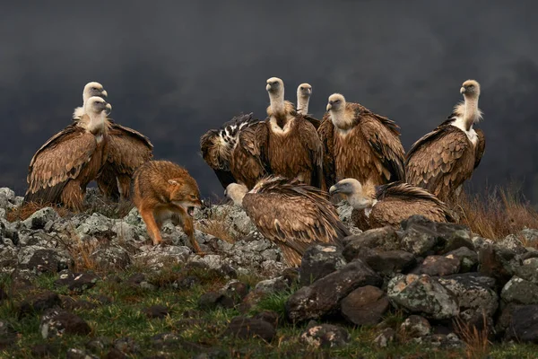 Fight Jackal Group Vultures Griffon Vulture Gyps Fulvus Big Birds — Stock Photo, Image
