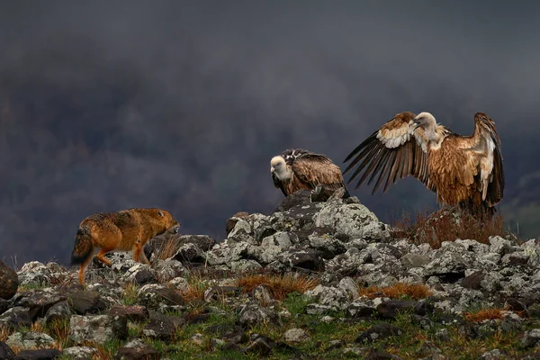 독수리 무리와 과싸우 그리폰 Griffon Vulture Gyps Fulvus 있습니다 서식지인 — 스톡 사진