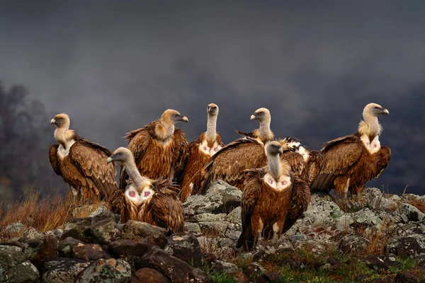 Боротьба Шакала Групою Грабіжників Griffon Vulture Gyps Fulvus Великі Хижі — стокове фото
