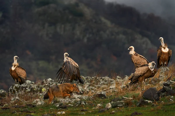 Боротьба Шакала Групою Грабіжників Griffon Vulture Gyps Fulvus Великі Хижі — стокове фото