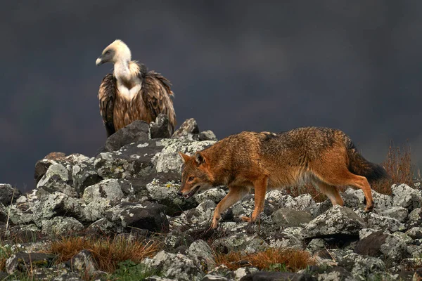 Jackal in stone hill habitat. Golden jackal, Canis aureus, in grass and srtone, Bulgaria, Europe. Wildlife from Balkan. Open muzzle, wild dog behaviour scene from nature.
