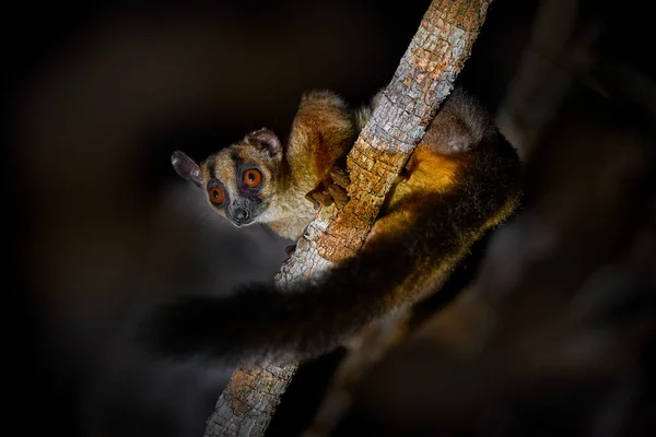 Lemur Rama Del Árbol Durante Noche Lémur Nocturno Madagacar Lémur —  Fotos de Stock
