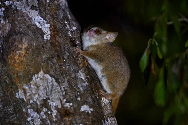 灰老鼠的狐猴 基林迪森林 马达加斯加特有的动物 夜晚的狐猴在树上 漆黑的黑森林 有树干的灰老鼠狐猴 大眼睛的小哺乳动物 — 图库照片