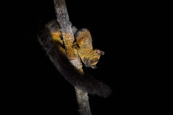 Rufous Mouse Lemur Microcebus Rufus Ranomafana Kleiner Nachtmaki Natürlichen Lebensraum — Stockfoto