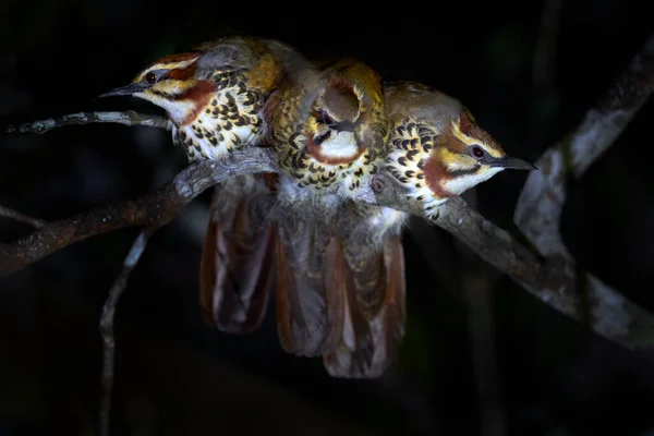 Beyaz Göğüslü Mesite Mesitornis Türleri Gece Kuşları Madagaskar Daki Kirindy — Stok fotoğraf