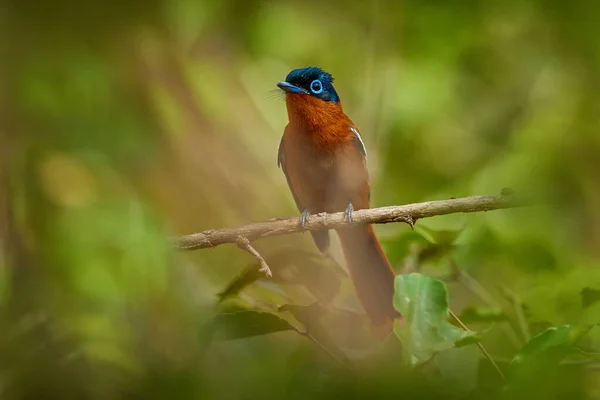 Malagasy Paradise Flycatcher Terpsiphone Mutata Nature Tropic Forest Habitat Andasibe — 스톡 사진