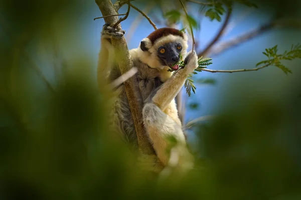 Portrait Lémurien Dans Forêt Faune Madagascar Verreauxs Sifaka Propithecus Verreauxi — Photo