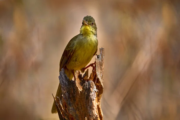 Bernieria Bernieria Madagascariensis Pták Sedící Kmeni Stromu Lesní Zvěř Žlutý — Stock fotografie