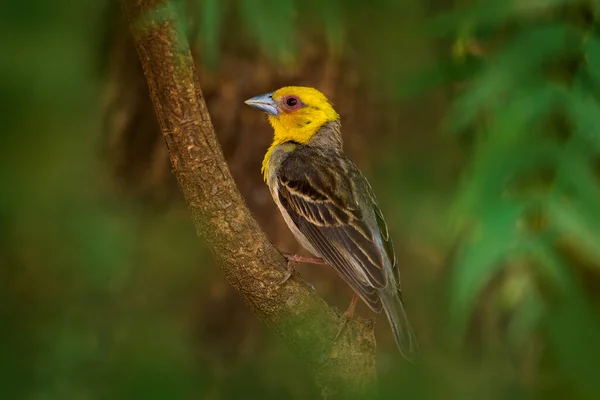 Sakalava Fody Weaver Ploceus Sakalava Gris Yeellow Head Bird Nature —  Fotos de Stock
