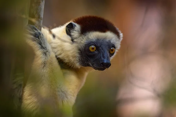 Djurliv Madagaskar Lemur Porträtt Skogen Djurliv Madagaskar Verreauxs Sifaka Propithecus — Stockfoto
