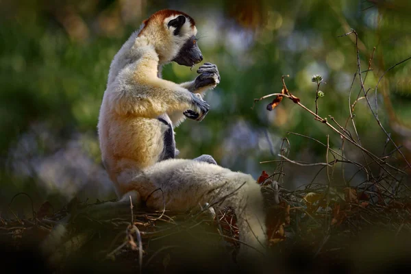 Volně Žijící Zvěř Madagaskar Verreauxs Sifaka Propithecus Verreauxi Kirindy Forest — Stock fotografie
