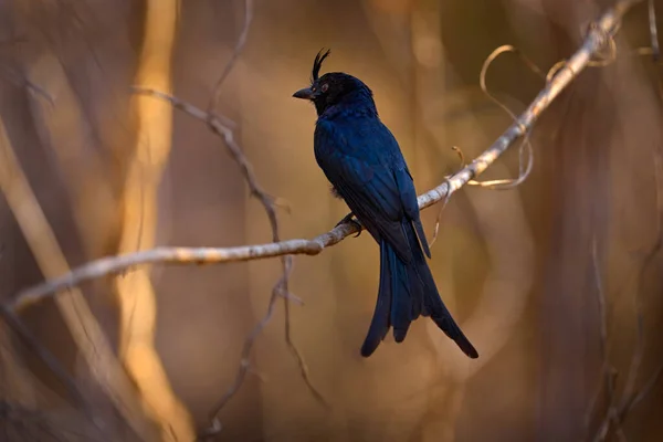 นกส ตราประท บในท อาศ ยตามธรรมชาต Kirindy ในมาดาก สการ นกท หายากน — ภาพถ่ายสต็อก