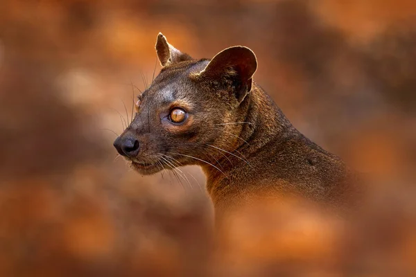 Fosa Portrait Cryptoprocta Ferox Kirindy Forest Madagascar Beast Prey Predator — Stock Photo, Image