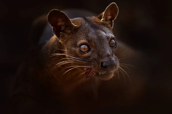 Fosa Cryptoprocta Ferox Kirindy Forest 马达加斯加 马达加斯加特有的食肉动物的野兽 Fosa 哺乳动物在自然界的栖息地 稀有的猫狗在干燥的森林里看起来像动物 — 图库照片