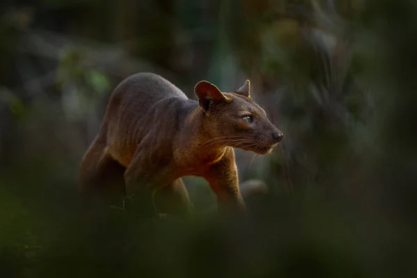 Madagaskar Djurliv Fosa Naturen Skog Livsmiljö Katt Hund Som Djur — Stockfoto