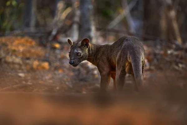 Vida Selvagem Madagascar Fosa Habitat Floresta Natureza Cão Gato Como — Fotografia de Stock