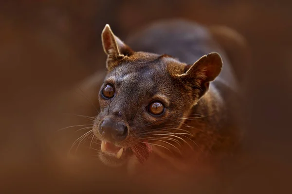 Fosa Cryptoprocta Ferox マダガスカルのKirindy Forest マダガスカルの自然の中で固有種の捕食者の獣 フォサ自然生息地の哺乳類野生 珍しい猫犬は乾燥した森の中で動物に見える 長い尾 — ストック写真