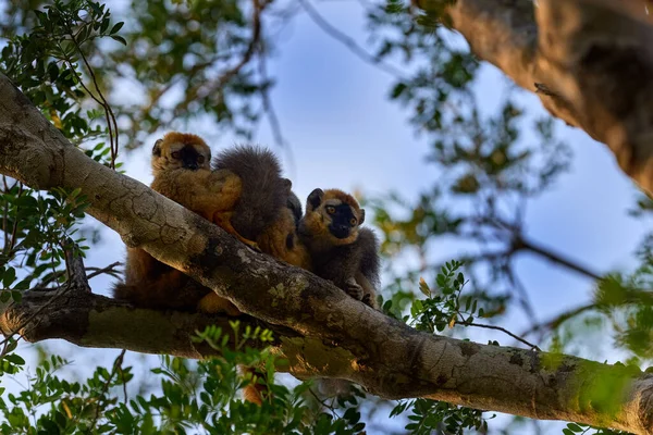 Famiglia Lemur Lemuri Marroni Dalla Fronte Rossa Eulemur Fulvus Rufus — Foto Stock