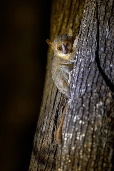 马达加斯加之夜 狐猴在树上 漆黑的黑森林 灰老鼠的狐猴 基林迪森林 马达加斯加特有的动物 有树干的灰老鼠狐猴 大眼睛的小哺乳动物 — 图库照片