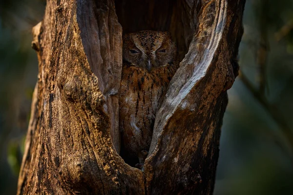 Torotoroka Scops Owl Otus Madagascariensis Kirindy Forest Rare Endemic Bird — Stock Photo, Image