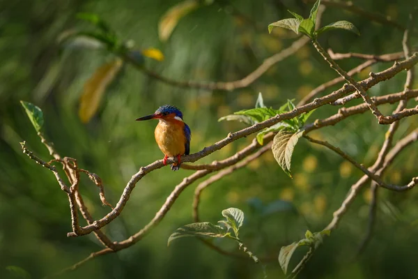 Malagasy Kingfisher Corythornis Alcedo Vintsioides Nature Habitat Blue Orange Bird — 스톡 사진