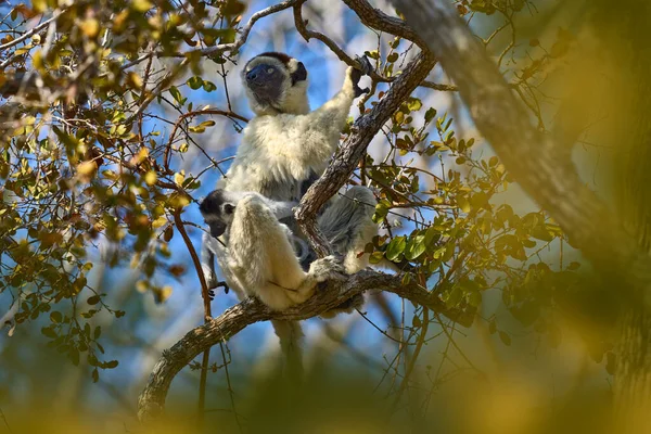 Wildtiere Madagaskar Verreauxs Sifaka Propithecus Verreauxi Affe Mit Jungtier Kirindy — Stockfoto