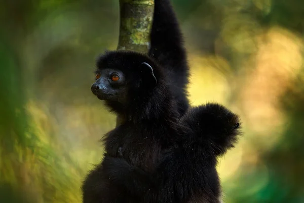 Milne Edwards Sifaka Propithecus Edwardsi Ranomafana Seltener Endemischer Lemurenaffe Aus — Stockfoto