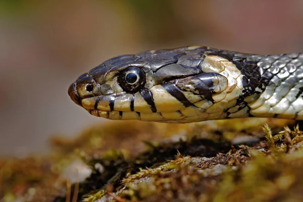 Serpente Erva Natrix Natrix Potrait Close Habitat Natureza Viper Sumava — Fotografia de Stock