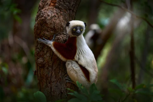 野生马达加斯加 科克雷尔的Sifaka Propithecus Coquereli 储备Peyrieras 猴群栖息于栖息地 柠檬在深绿色的热带森林里 西法卡在树上 阳光灿烂的一天 马达加斯加特有野生动物 — 图库照片