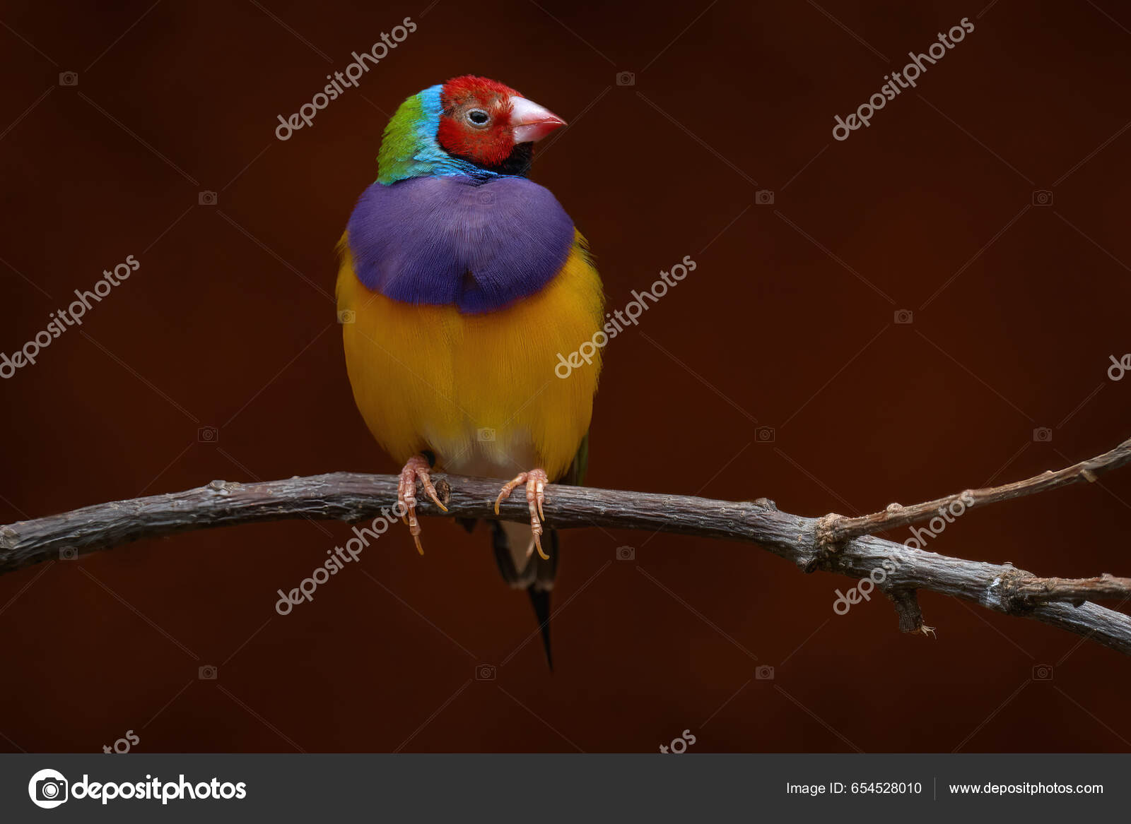 Gouldinenfink Chloebia Gouldiae Regenbogenvogel Aus Dem Norden Australiens  Roter Blauer - Stockfotografie: lizenzfreie Fotos © OndrejProsicky  654528010 | Depositphotos