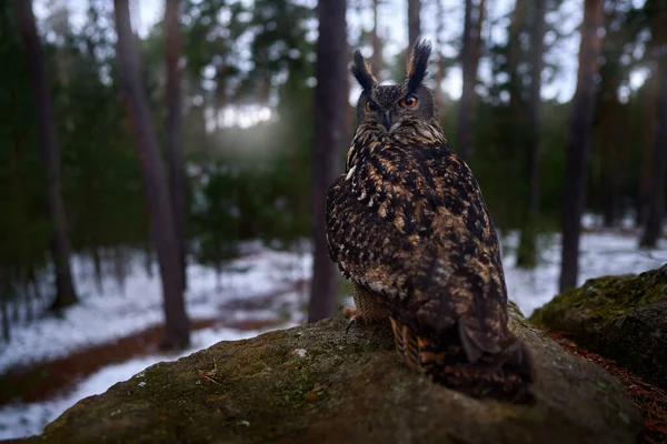 冬の野生動物 寒い冬に雪の森の中で雪のフレークで開いた翼でユーラシアイーグルフクロウを飛んでいます ヨーロッパのドイツからの野生動物のシーン 自然生息地の大きなフクロウ — ストック写真