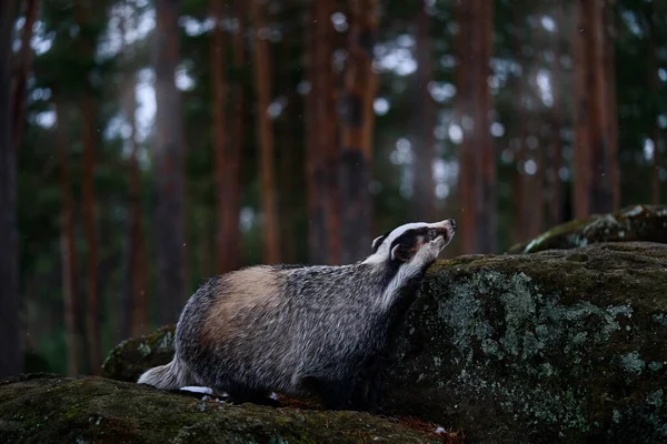 Tasso Nella Foresta Pietra Germania Europa Fauna Selvatica Tasso Europeo — Foto Stock