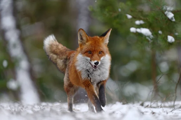 狐狸第一次下雪时跳上了绿林的草地 大自然的野生动物场景 红狐跳跃 秃鹰俗语 野生动物场景从欧洲 橙色皮毛动物在自然栖息地狩猎 — 图库照片