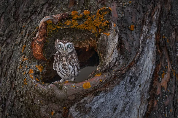 木の巣の中の小さなフクロウ ヨーロッパの森 自然生息地 スペインの小さな鳥の肖像画 木入れ子穴とともに小さなフクロウ Athene Noctube — ストック写真