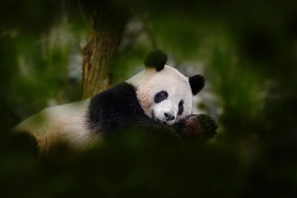 熊猫在自然界的栖息地有它的行为 描述大熊猫 黑龙江省 以绿色植被中的竹树为食 树间可爱动物的详细画像 自然野生动物 — 图库照片