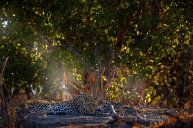 Doğada bir leopar, ağacın altında yatıyor. Savuti 'de leopar, Botswana' da Chobe NP. Afrika vahşi yaşamı. Yeşil bitkilerin arasına saklanmış vahşi kedi.. 