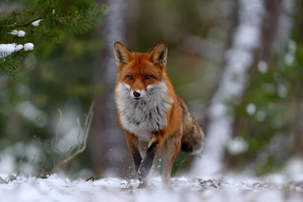 狐狸第一次下雪时跳上了绿林的草地 大自然的野生动物场景 红狐跳跃 秃鹰俗语 野生动物场景从欧洲 橙色皮毛动物在自然栖息地狩猎 — 图库照片