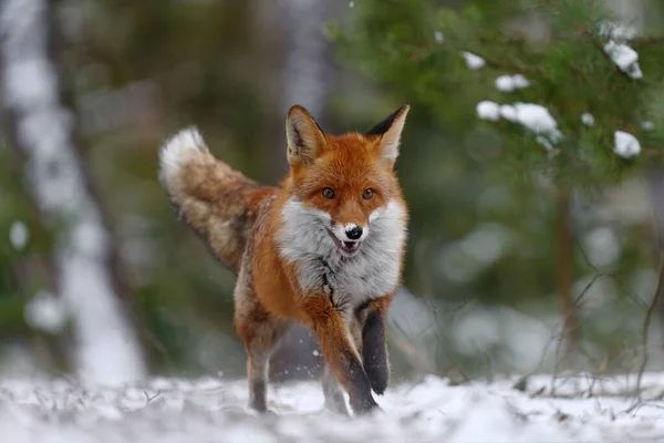 stock image Fox jump on the green forest meadow with first snow. Wildlife scene from nature. Red Fox jumping, Vulpes vulpes, wildlife scene from Europe. Orange fur coat animal hunting in the nature habitat. 