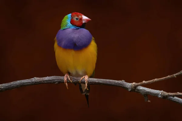 Gouldian finch, Chloebia gouldiae, rainbow bird from north of Australia. Red, blue, violet yellow bird sitting on the branch in the nature habitat. Birdwatching in Australia.